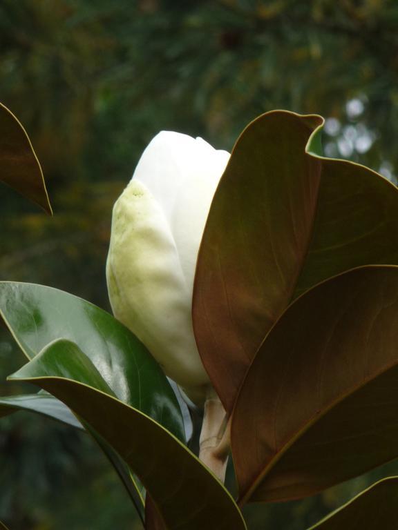 Bed and Breakfast Magnolia Petal Fernwood Exterior foto
